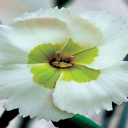 Dianthus American Pie &
