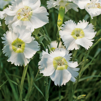 Dianthus American Pie 'Key Lime Pie' - [EG]