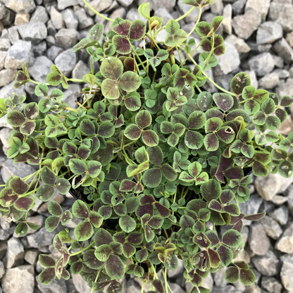 Trifolium Repens Atropurpureum&