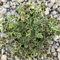 Trifolium Repens Atropurpureum' Bronze Dutch Clover 10 count flat of 4" pots