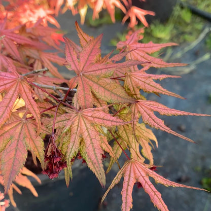 Acer Palmatum Olsen&