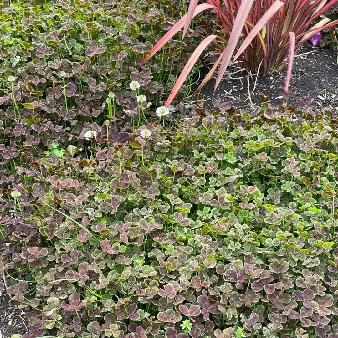Trifolium Repens Atropurpureum&