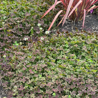Trifolium Repens Atropurpureum' Bronze Dutch Clover 10 count flat of 4" pots