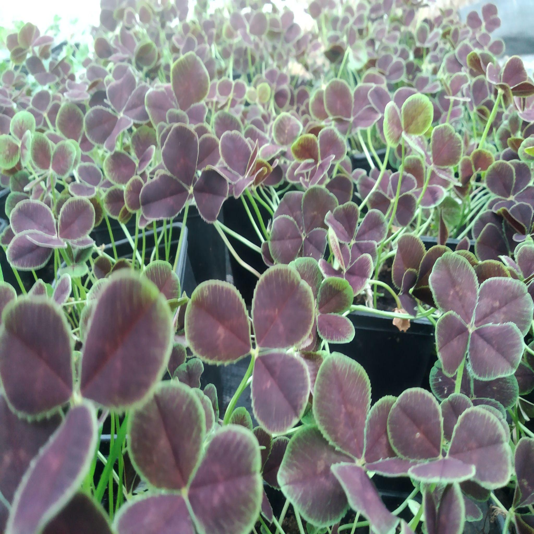 Trifolium Repens Atropurpureum&
