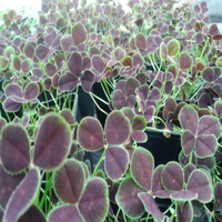 Trifolium Repens Atropurpureum' Bronze Dutch Clover 10 count flat of 4" pots