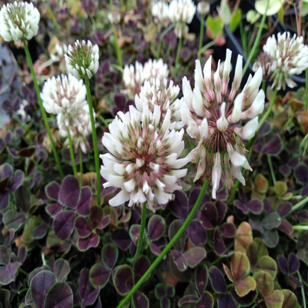 Trifolium Repens Atropurpureum&