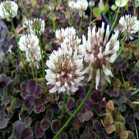 Trifolium Repens Atropurpureum' Bronze Dutch Clover 10 count flat of 4" pots