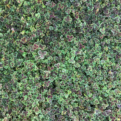 Trifolium Repens Atropurpureum&