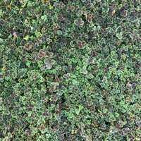 Trifolium Repens Atropurpureum' Bronze Dutch Clover 10 count flat of 4" pots
