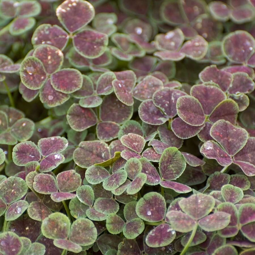 Trifolium Repens Atropurpureum&