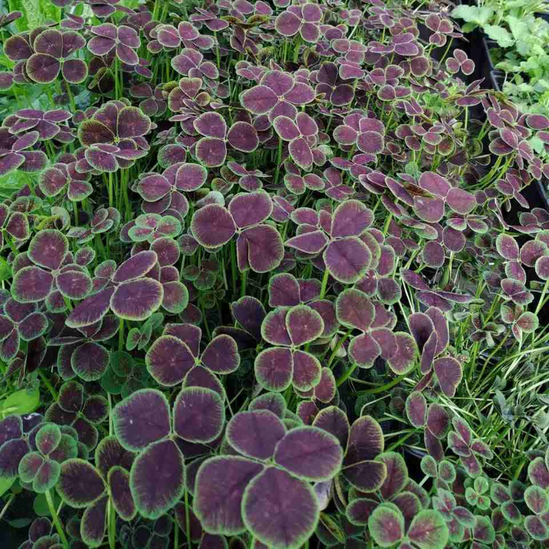 Trifolium Repens Atropurpureum&