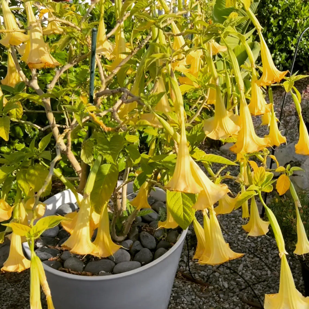 hanging plant with trumpet flowers Angel’s Trumpet Plant for Sale Online Large Fragrant Trumpet
