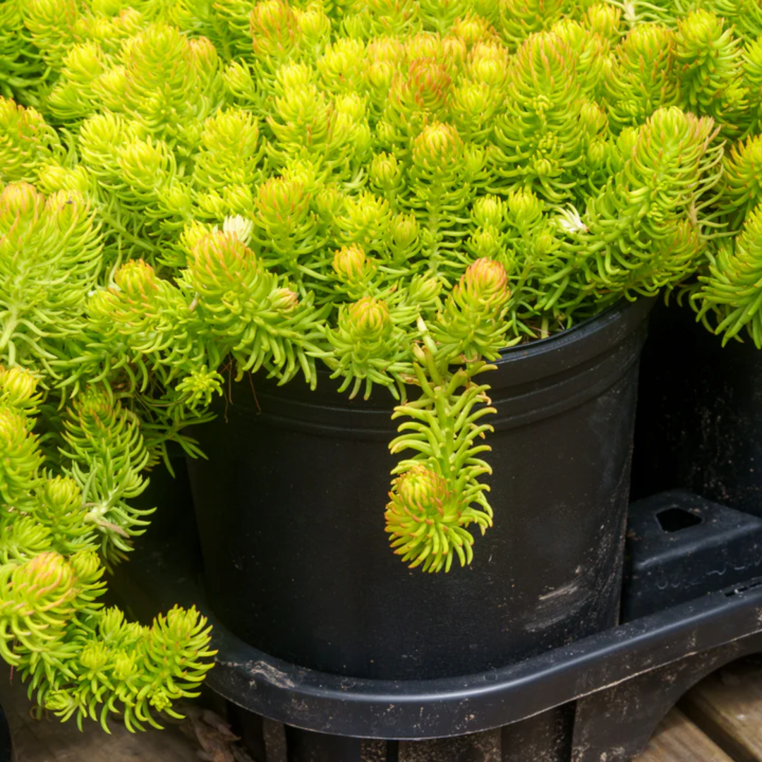 Sedum rupestre &