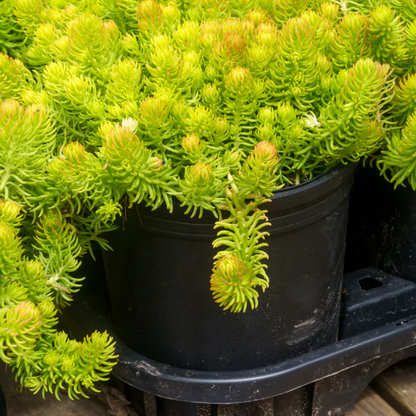 Sedum rupestre &