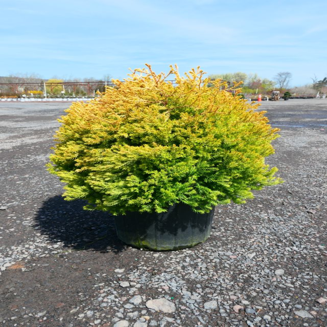 Thuja Rheingold Arborvitae