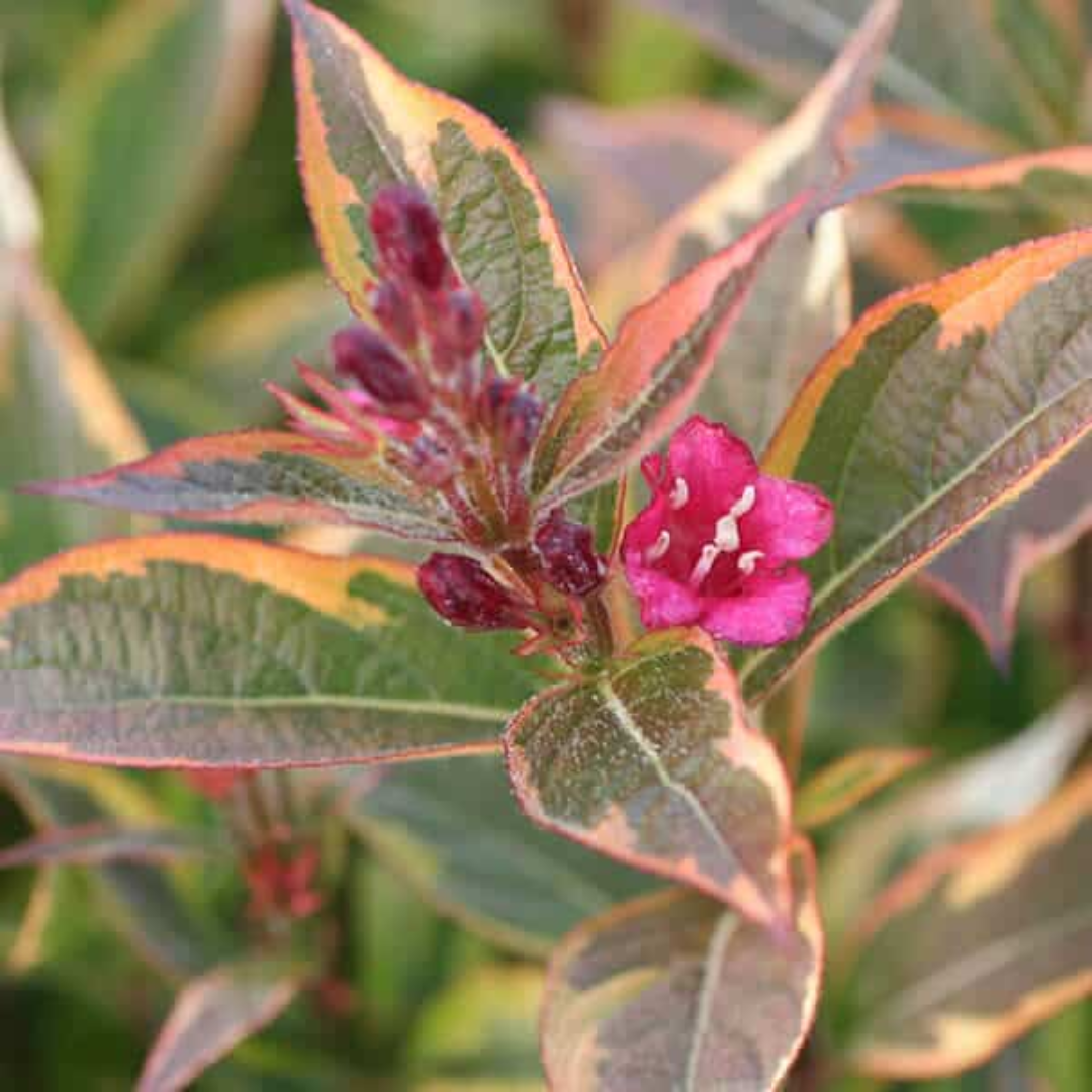 French Lace Weigela
