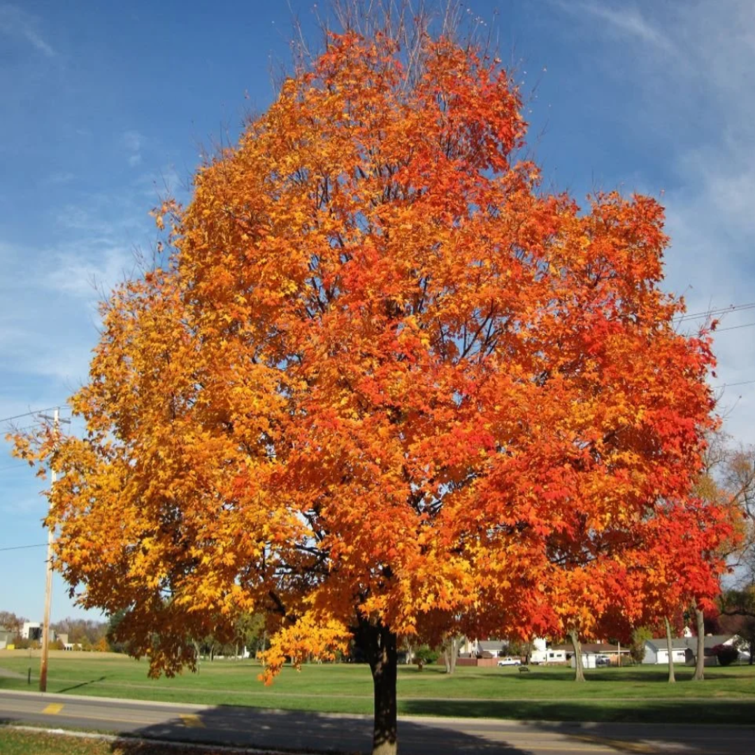 Silver Maple Tree