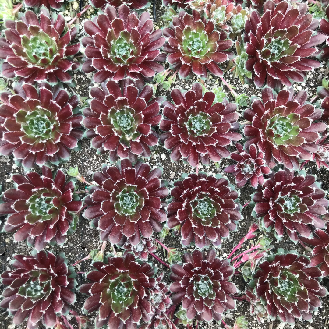 Sempervivum &