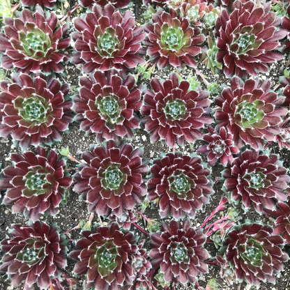 Sempervivum &