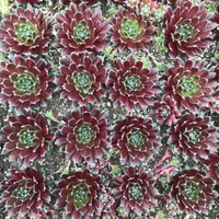 Sempervivum 'Jade Rose' Hens & Chicks