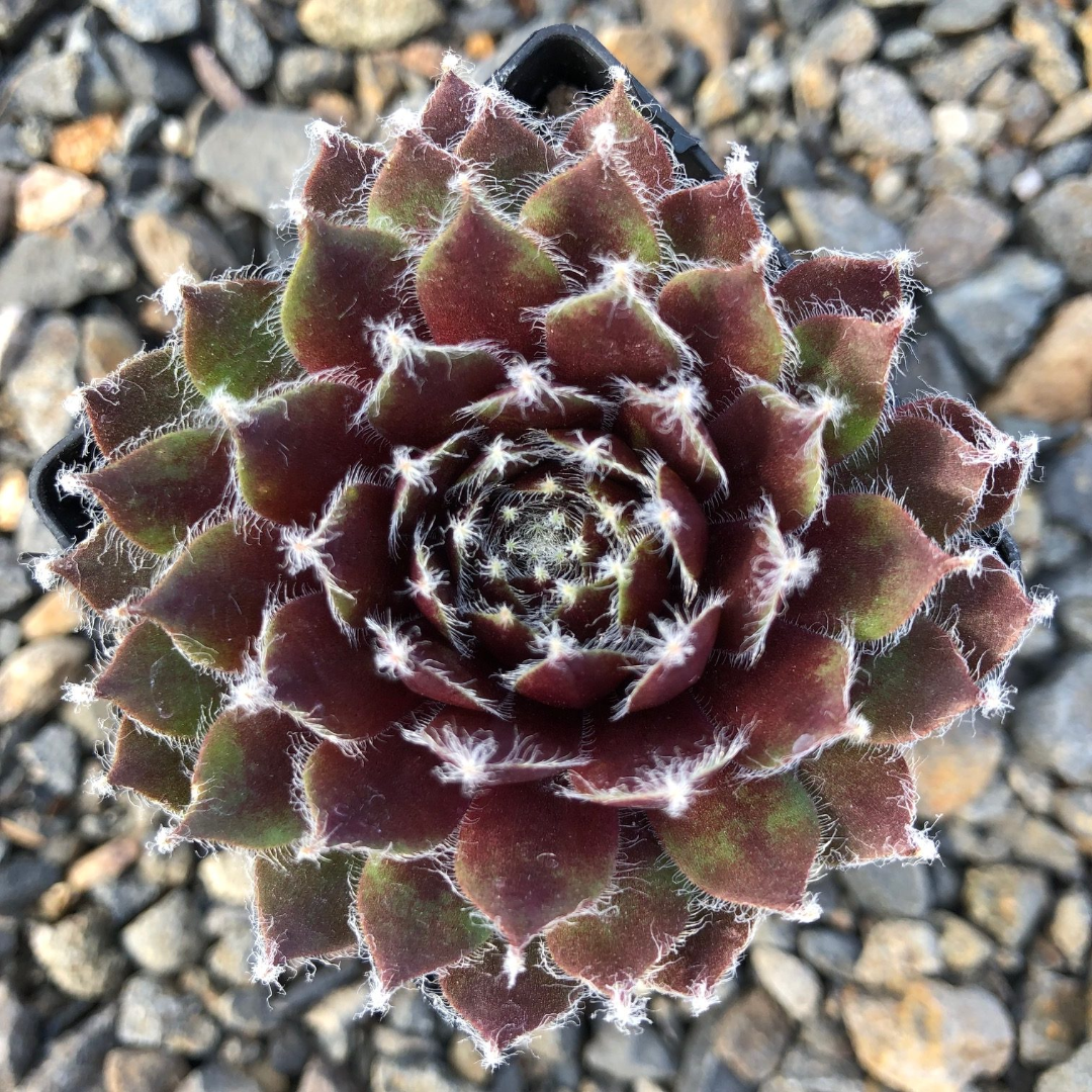 Sempervivum &