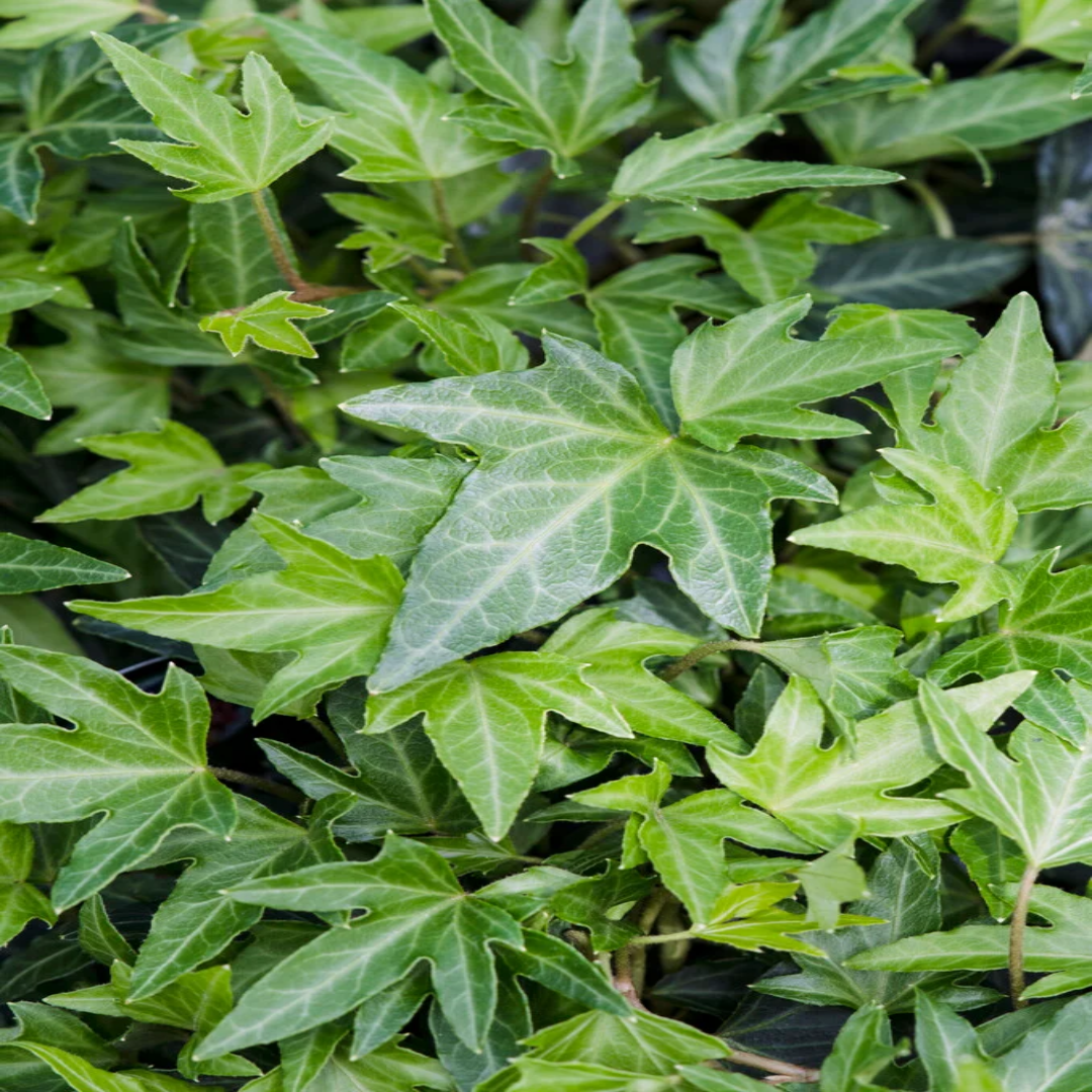 Hedera Helix &