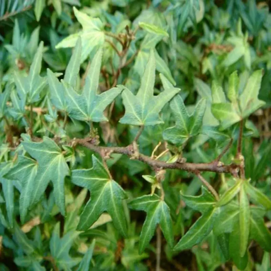 Hedera Helix &
