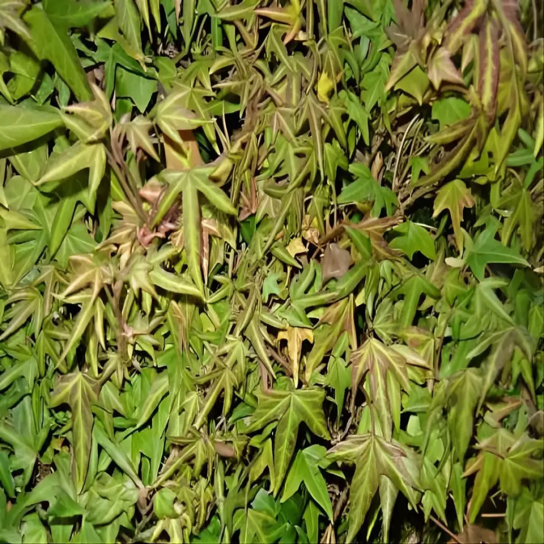 Hedera Helix &