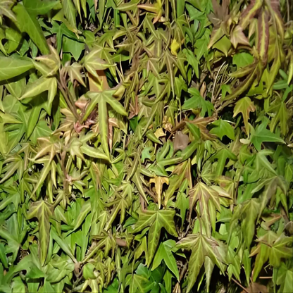 Hedera Helix &