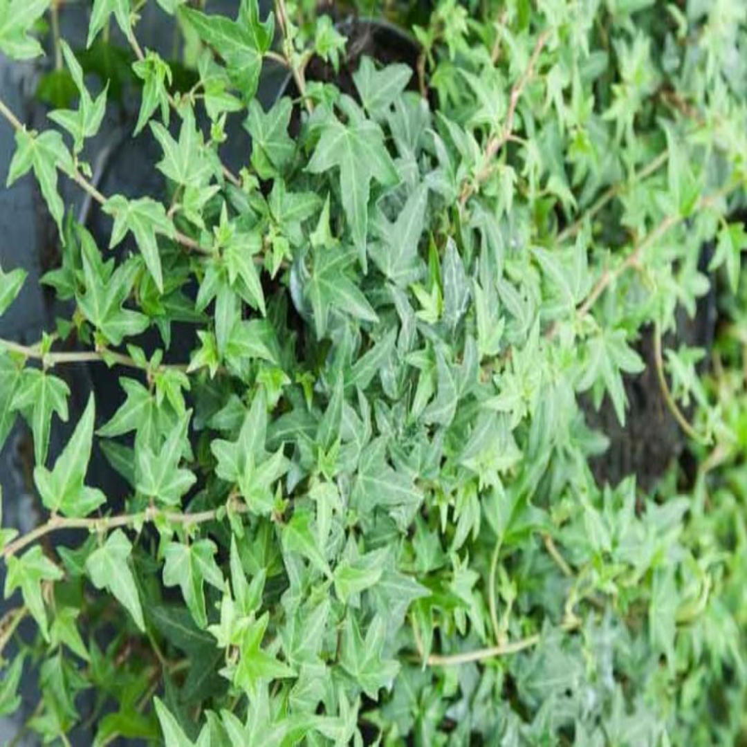 Hedera Helix &