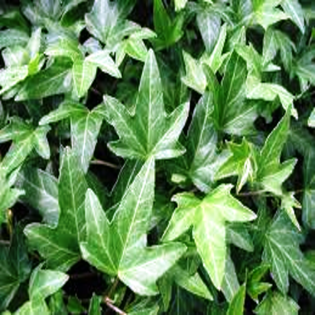 Hedera Helix &