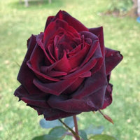 Crimson knight Brindabella Rose