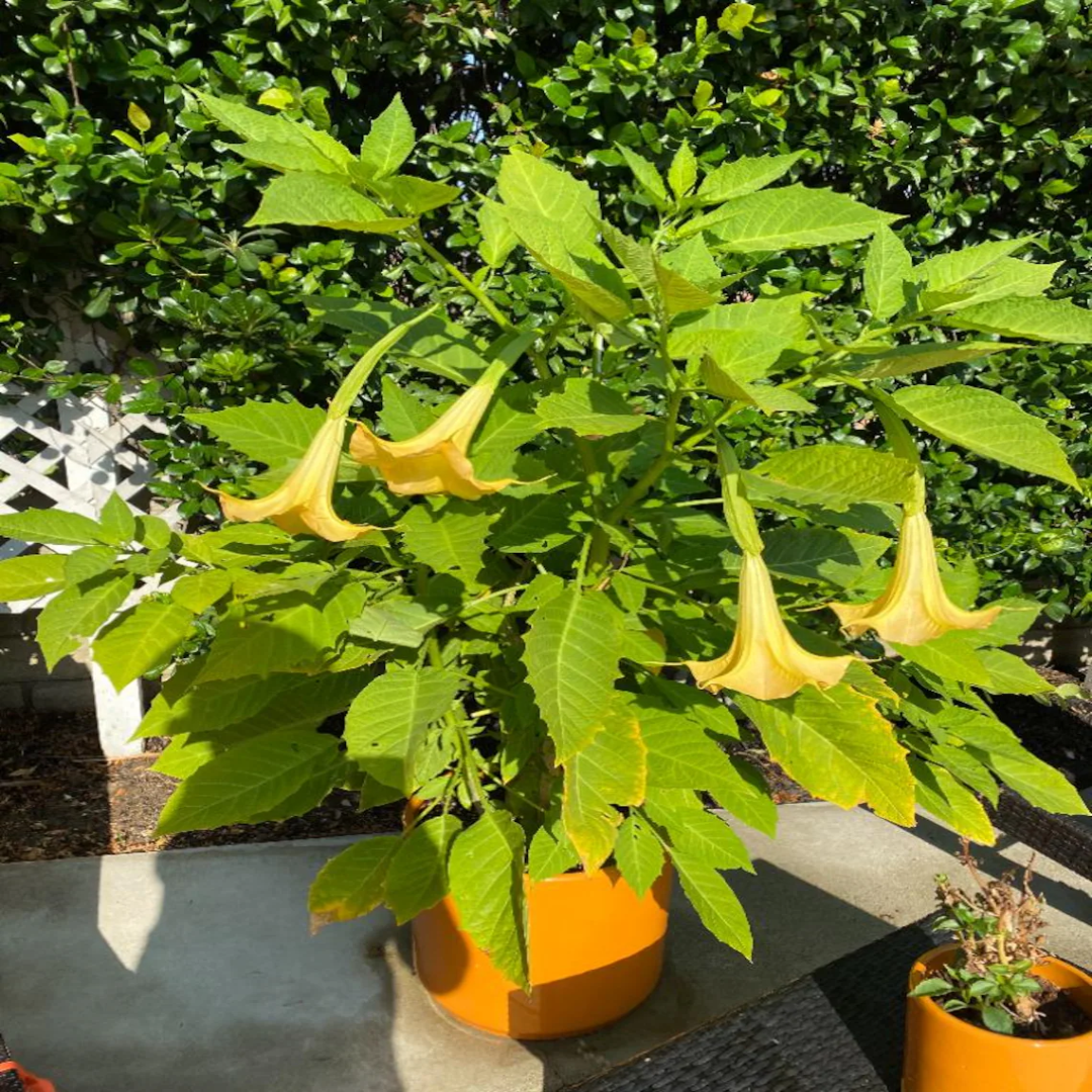 house plant with trumpet shaped flowers Angel’s Trumpet Plant for Sale Online Large Fragrant Trumpet