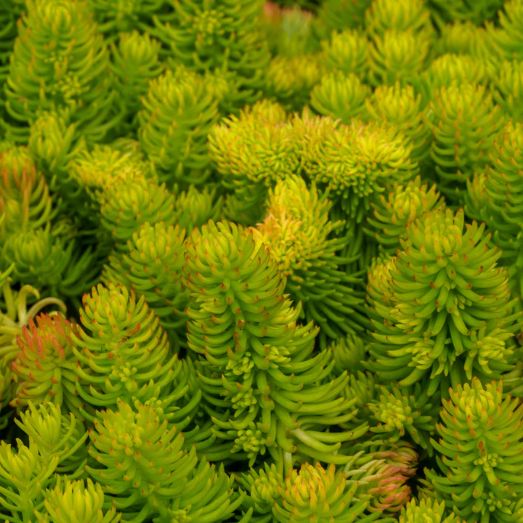 Sedum rupestre &