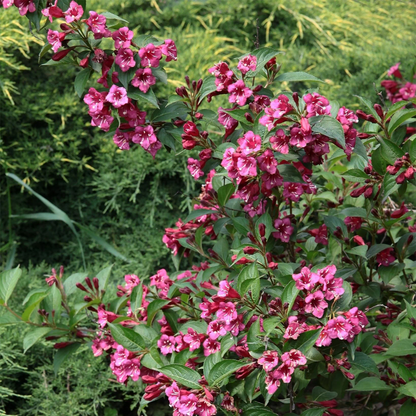 Weigela &