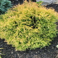 Thuja Rheingold Arborvitae