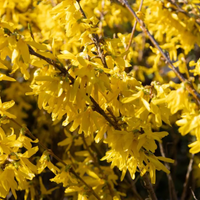 Golden Times Forsythia Fast and Moderate Growing Shrub