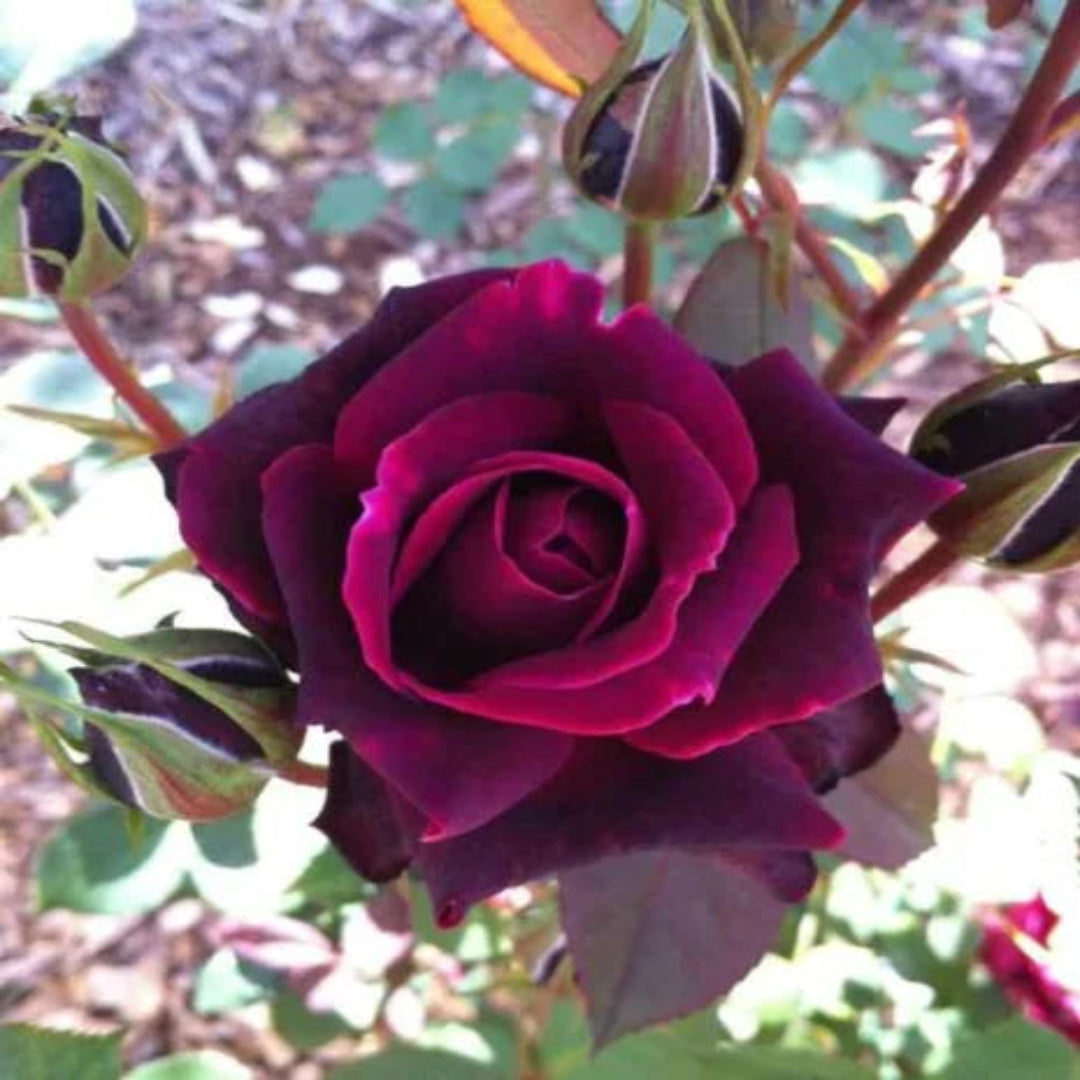 Crimson knight Brindabella Rose
