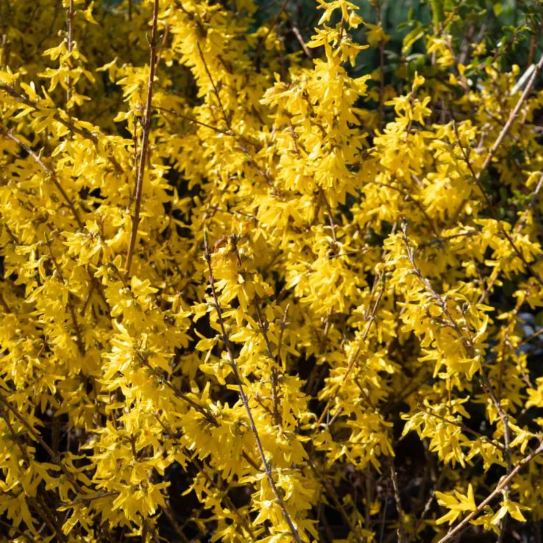 Golden Times Forsythia Fast and Moderate Growing Shrub