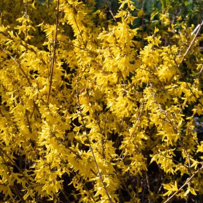 Golden Times Forsythia Fast and Moderate Growing Shrub
