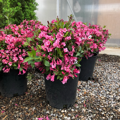 Weigela &