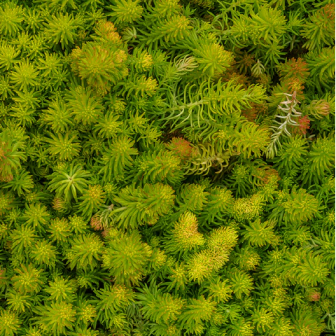 Sedum rupestre &