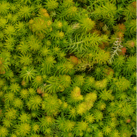 Sedum rupestre 'Angelina' (Angelina Stonecrop) - [EG]