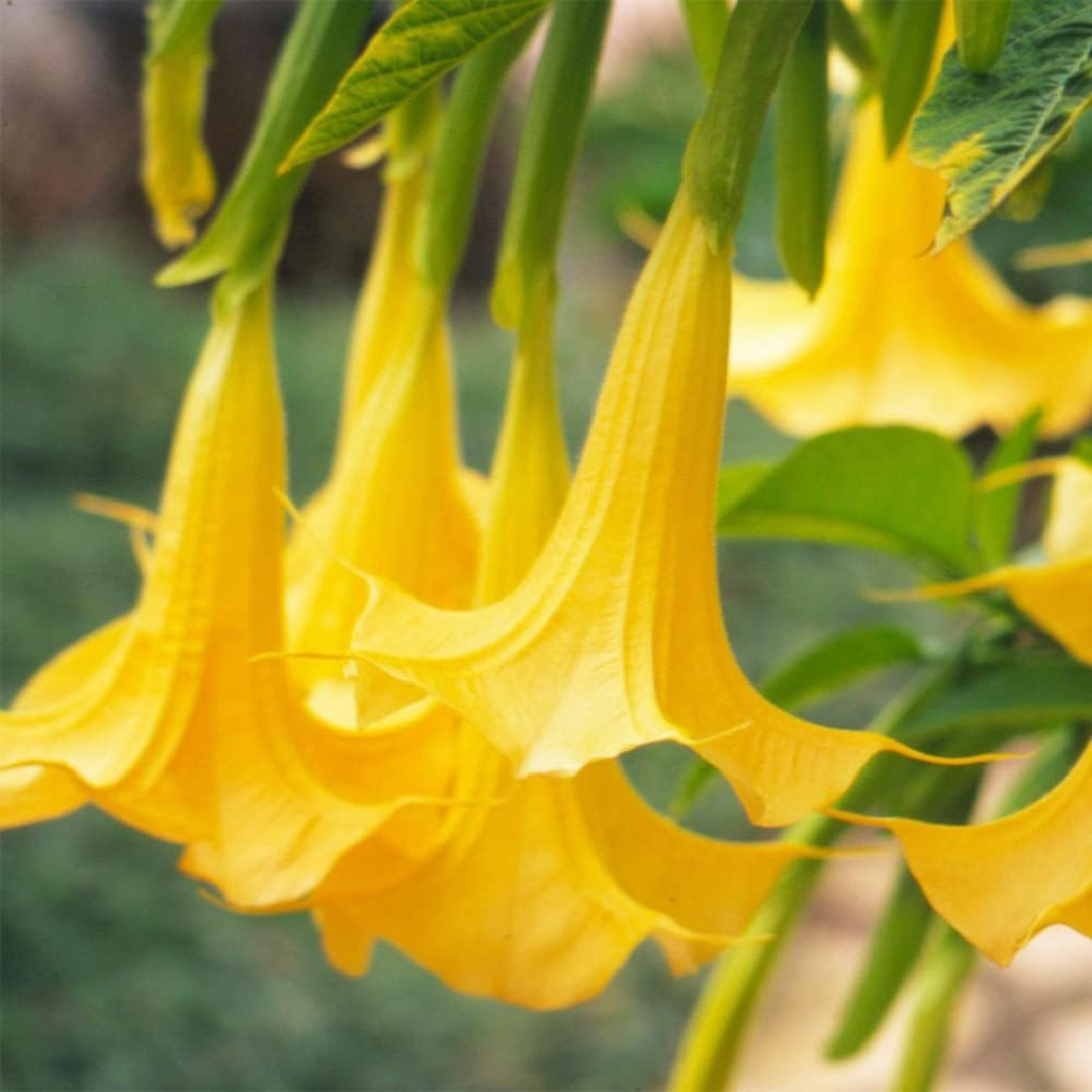 Angel’s Tear Trumpet Plant