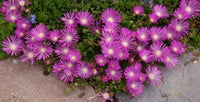 Delosperma Hot Cakes 'Fig Fusion'