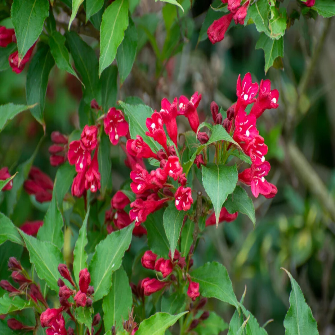 Red Prince Weigela Tree
