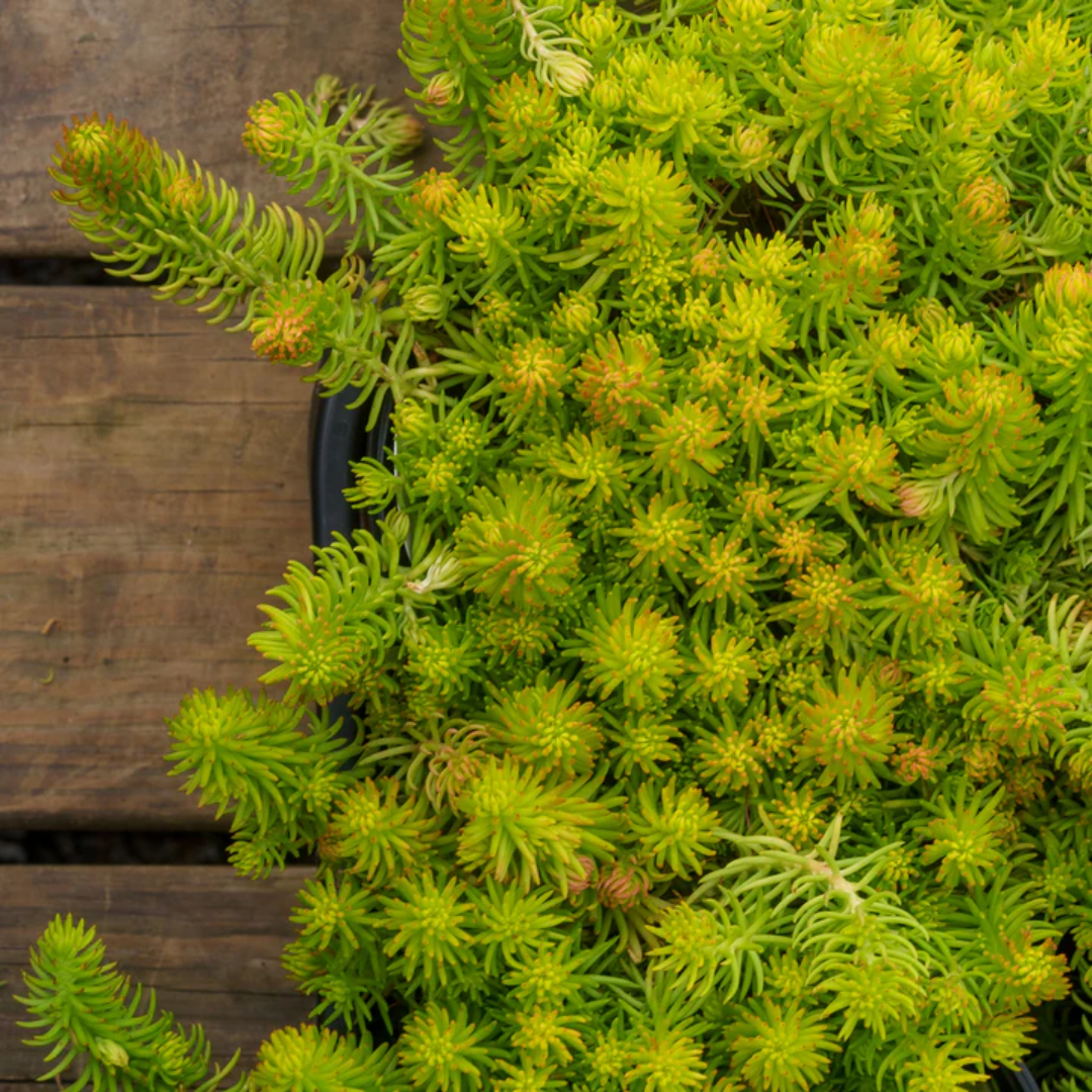 Sedum rupestre &