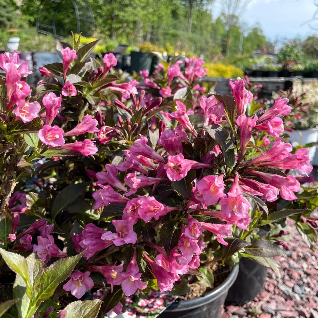 Weigela &