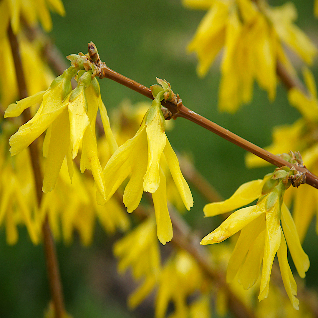 Golden Times Forsythia Fast and Moderate Growing Shrub