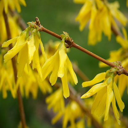 Golden Times Forsythia Fast and Moderate Growing Shrub